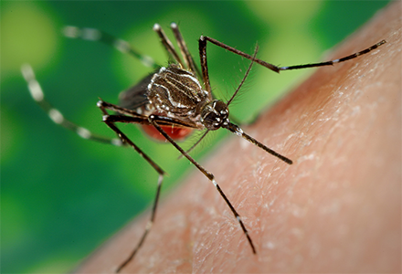 Invasive mosquitoes carrying deadly diseases